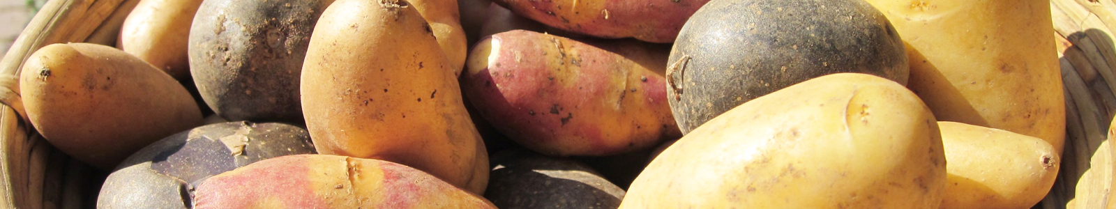 Verschiedene Kartoffelsorten ©DLR